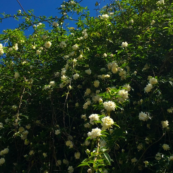 Meet your Posher 🌸✨ - Picture 1 of 1